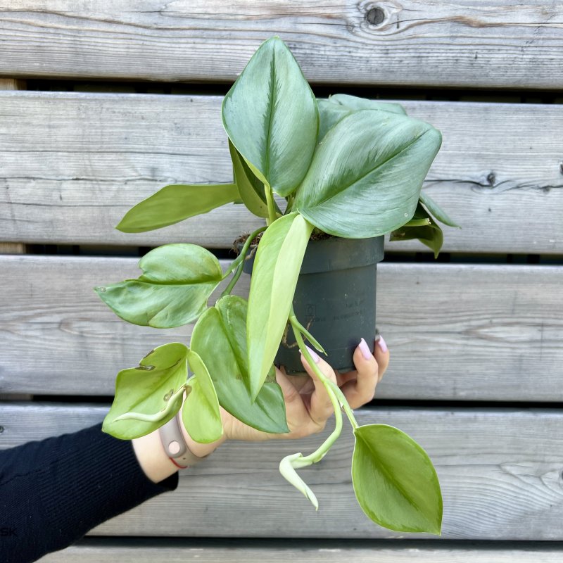Scindapsus treubii 'MOONLIGHT' - kont. C1L, výška 15-25 cm